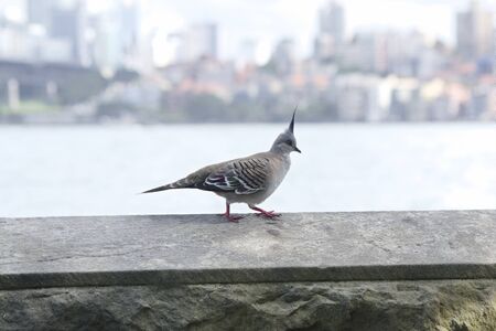 Australian Crested Pigeon in Sydney, with opera house in the backgroundの写真素材
