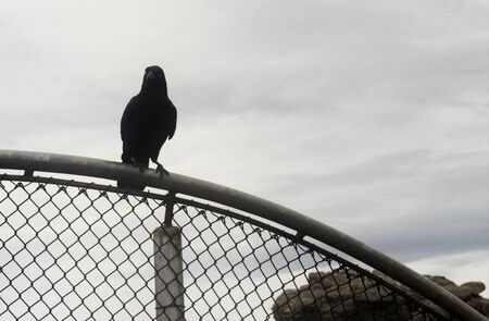 Wild bird crow black cleverの写真素材