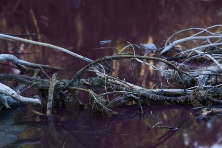 Old wood in pink water, pink lake. Melbourne, Australia.の写真素材