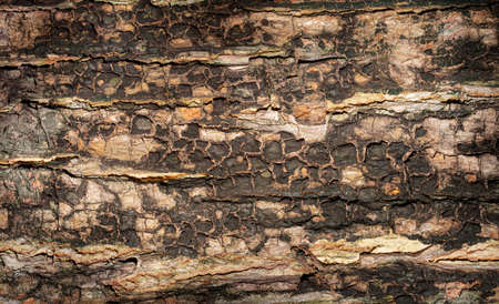 tree bark texture. wooden background with dark and light colors on the tree