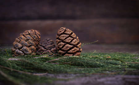 Christmas sequoia cones on coniferous branches on a wooden background.の写真素材