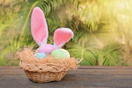 Easter eggs in a nest with Easter bunny ears. Rabbit hiding behind a basket of Easter eggs on the...