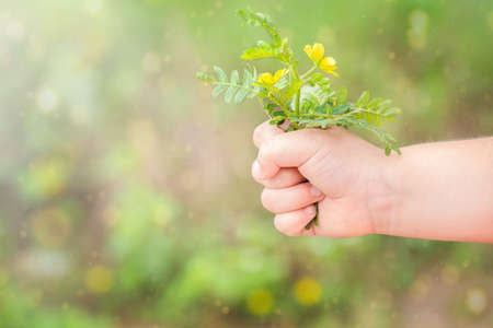 Child's hand holds a bouquet of wild yellow flowers on the fieldの写真素材
