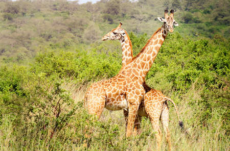 Giraffe couple in shroud natureの写真素材