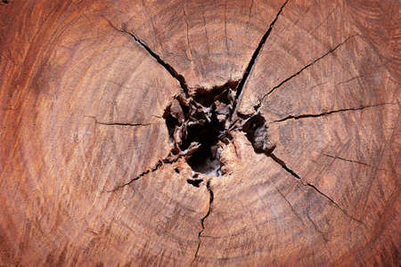 Natural background. A cut of a mahogany trunk
