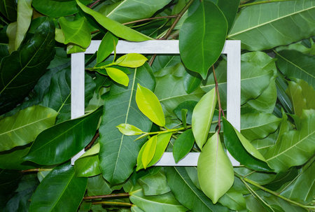 Several types of tropical leaves with frame. Natural summer backgroundの写真素材