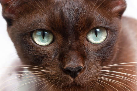 Portrait of a cat of chocolate color close-upの写真素材