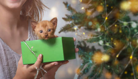 Cute kitten in a gift box holds the hands of a child near a christmas treeの写真素材