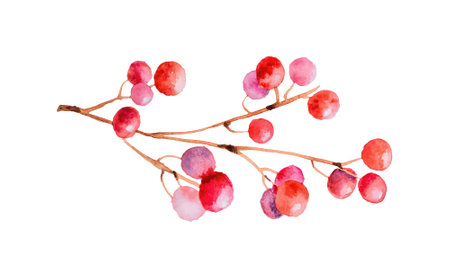 Holly berry branch watercolor isolated on white backgroundの写真素材