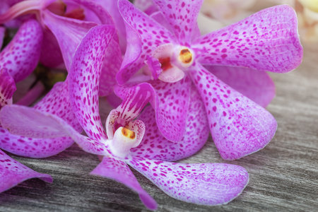 Lilac orchid flowers on the wooden surface