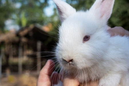 Cute white rabbit in the hands on the farm in summer