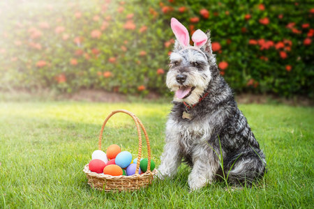 Miniature schnauzer wearing Easter bunny ears next to a basket of Easter eggs in the backyard