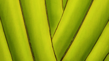Macro photography. Abstract background nature palm tree trunk