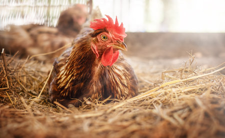 A brown hen sits in a nest in a chicken coop on a farmの写真素材