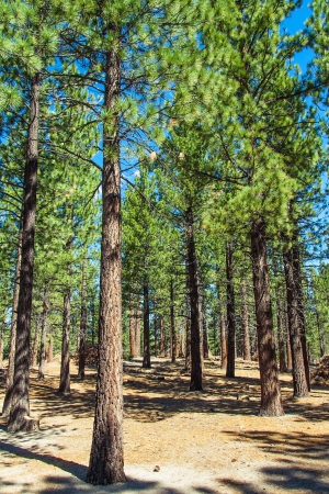 The photo shows the pinewoodの写真素材