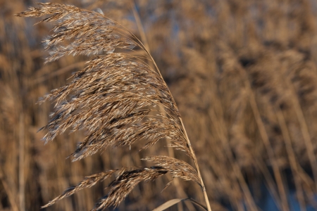 the dry grass の写真素材