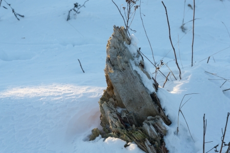 the stump in the snow の写真素材