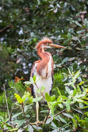 The photo shows the standing heron chick.の写真素材