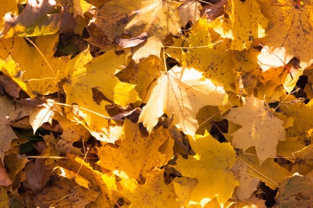 The photo shows the yellow maple leaves on the ground.の写真素材