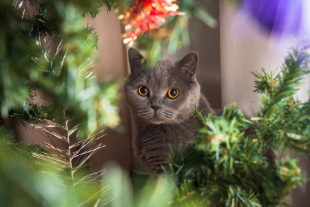 The photo shows the British cat under the Cristmas tree.の写真素材