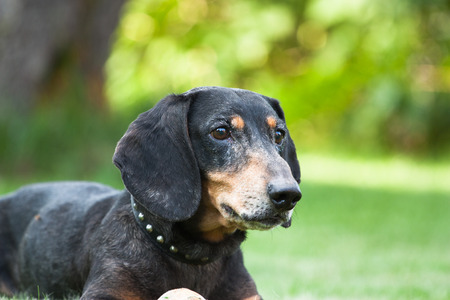 Pictured at the portrait of dachshund.の写真素材