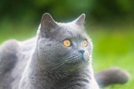 Pictured at the British breed cat.の写真素材