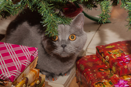 Pictured at the British breed cat.の写真素材