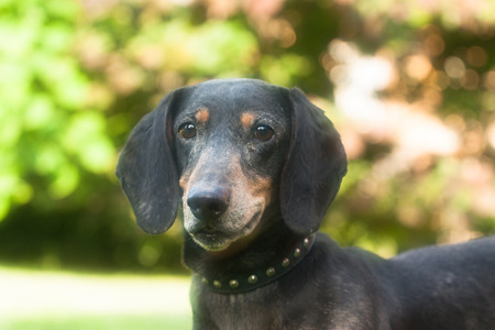 Pictured at the portrait of dachshund.の写真素材