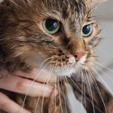 Pictured on a wet cat.の写真素材