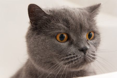 Pictured on a cat looking out.の写真素材