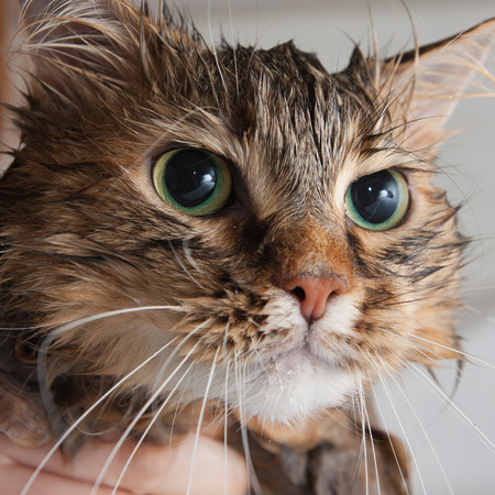 Pictured on a wet cat.の写真素材