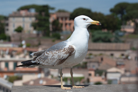 Pictured on a seagull in Rome.の写真素材