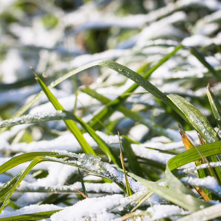 Pictured on the green grass under the first snow fell in the year.の写真素材