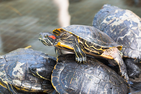 The photo shows freshwater turtles.の写真素材