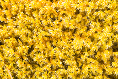 The photo shows a forest moss in macro mode. It turned out a beautiful natural background.の写真素材