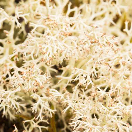 The photo shows a natural background.の写真素材