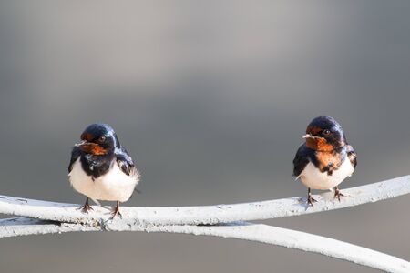 The barn swallow or killer whale (Latin Hirundo rustica) is a small migratory bird living in Europe,...