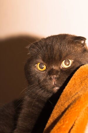 In the photo you see a portrait of a beautiful British cinnamon fold cat.の写真素材