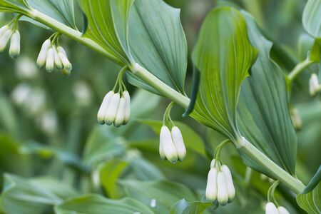 There are a garden lily of the valley in the photo.の写真素材