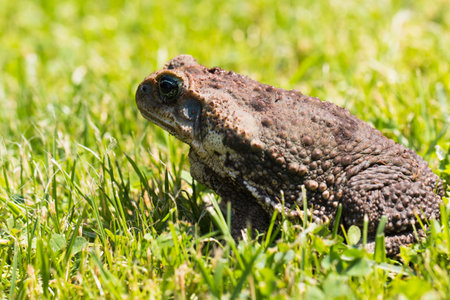 In the photo you see the toad aga.の写真素材