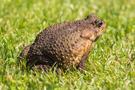 In the photo you see the toad aga.の写真素材