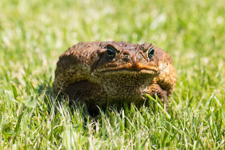 In the photo you see the toad aga.の写真素材