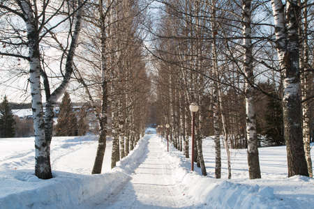 in the photo you see a magical Russian winter.の写真素材
