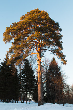 In the photo you can see Russian winter landscapes in the middle zone.の写真素材