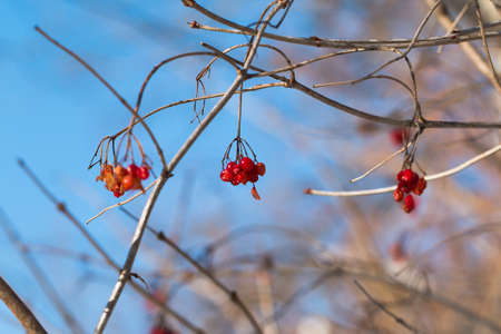 In the photo you can see red berries on the branches in winter.の写真素材