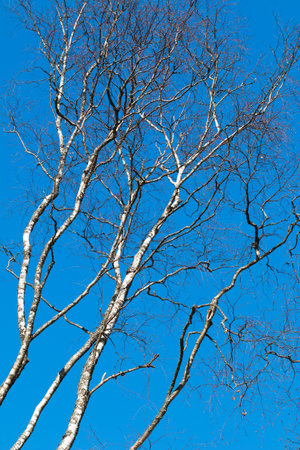 In the photo, you can see a birch tree against a blue winter sky.の写真素材