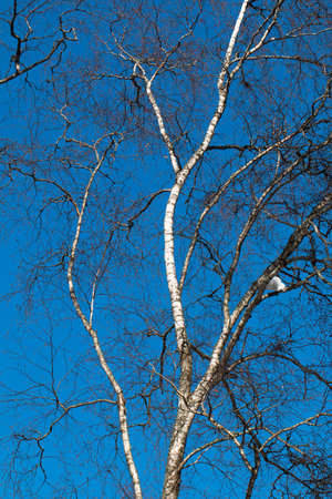 In the photo, you can see a birch tree against a blue winter sky.の写真素材