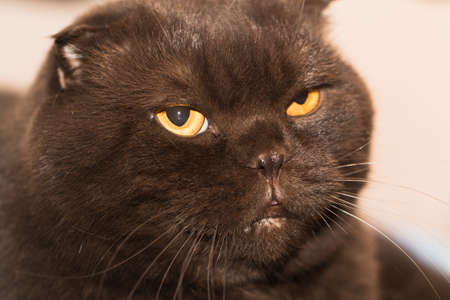 In the photo you can see the emotions of a Scottish Fold cat of chocolate color.の写真素材