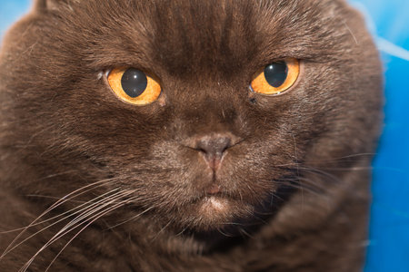 In the photo you can see the emotions of a Scottish Fold cat of chocolate color.の写真素材
