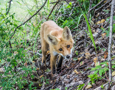 A young little red fox looking straight into the camera. A full-body view in natural conditions.